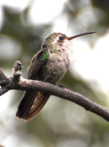 Immature White-eared hummingbird171325.tmp/BBfemalemagnificent4.JPG