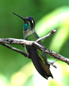 Male Magnificent Hummingbird171325.tmp/BBfemalemagnificent4.JPG