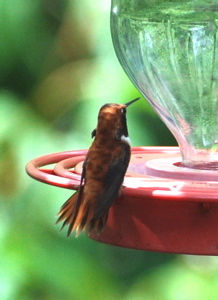 Male Rufous Hummingbird171325.tmp/BBfemalemagnificent4.JPG