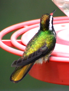 Male White-eared Hummingbird171325.tmp/BBBwhiteearedbackside.JPG