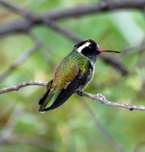 Male White-eared Hummingbird171325.tmp/BBfemalemagnificent4.JPG