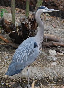 Great Blue Heron171325.tmp/Great Blue Heron .jpg