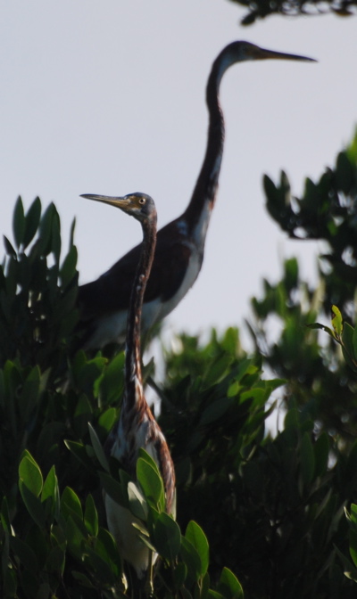 Immature Tri-colored Heron171325.tmp/BZBIWHITESTORKS.jpg