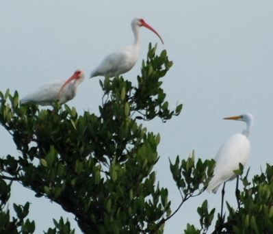 White Ibis171325.tmp/BZBIWHITESTORKS.jpg