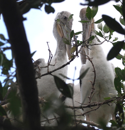 Brown Pelican Chicks 171325.tmp/BZBIcormorantbabyhead.jpg