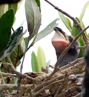 Doubled-crested Cormorant Chick 171325.tmp/BZBIcormorantbabyhead.jpg