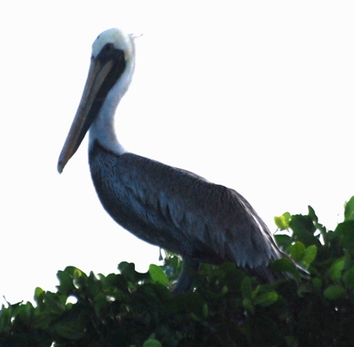 Immature Brown Pelican171325.tmp/BZBIWHITESTORKS.jpg