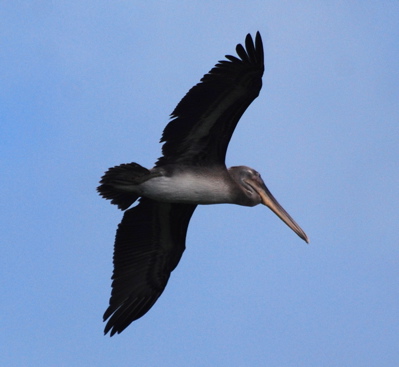 Immature Brown Pelican171325.tmp/BZBIWHITESTORKS.jpg