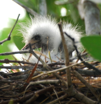 Snowy Egret Chicks 171325.tmp/BZBIcormorantbabyhead.jpg