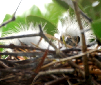 Snowy Egret Chick 171325.tmp/BZBIcormorantbabyhead2.jpg