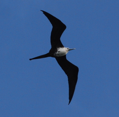 Magnificent Frigatebird171325.tmp/BZBIWHITESTORKS.jpg