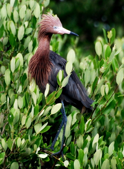 Reddish Egret171325.tmp/BZBIWHITESTORKS.jpg