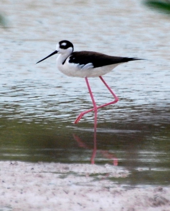 Black-necked Stilt171325.tmp/BelizeBirds.jpg