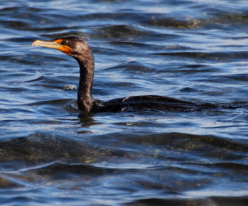 Doubled Creasted Cormorant171325.tmp/BelizeBirds.jpg