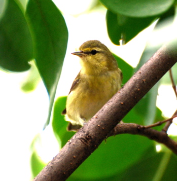 Female Hooded Warbler171325.tmp/BelizeBirds.jpg