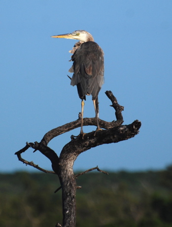 Great Blue Heron171325.tmp/BelizeBirds.jpg