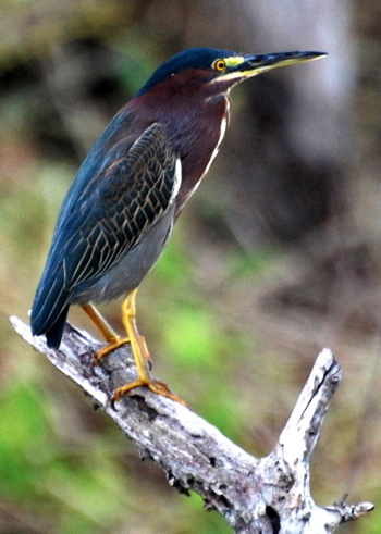 Green Heron 171325.tmp/BZGreenHeron.jpg