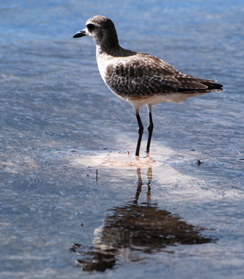 Grey Plover171325.tmp/BelizeBirds.jpg