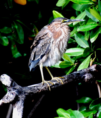 Juvenile Green Heron171325.tmp/BelizeBirds.jpg