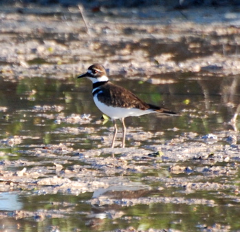 Killdeer171325.tmp/BelizeBirds.jpg