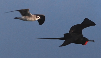 Magnificent Frigatebird171325.tmp/BelizeBirds.jpg