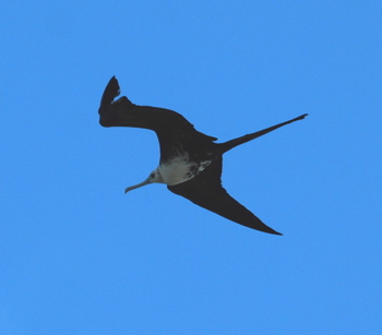 Magnificent Frigatebird171325.tmp/BelizeBirds.jpg
