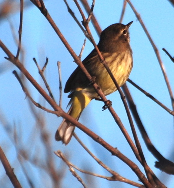 Magnolia Warbler171325.tmp/BelizeBirds.jpg