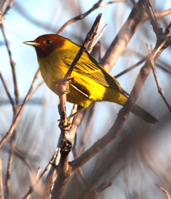 Male Mangrove Warbler171325.tmp/BelizeBirds.jpg