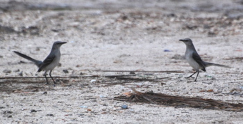 Mockingbird stand off171325.tmp/BelizeBirds.jpg