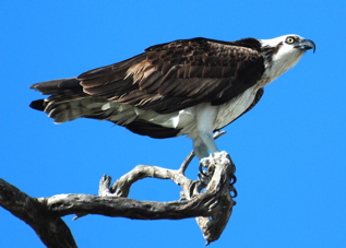 Osprey171325.tmp/BZmangrovewarbler.jpg