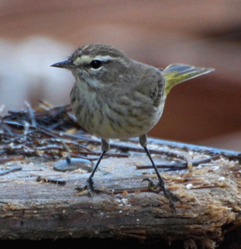 Palm Warbler 171325.tmp/BelizeBirds.jpg