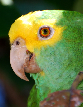 Yellow-headed Parrot171325.tmp/BZParrotheadside.jpg