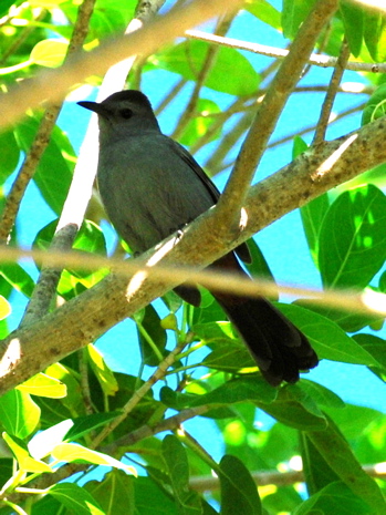 Rose Throated Becard171325.tmp/BelizeBirds.jpg