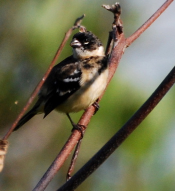 White Collared Seedeater 171325.tmp/BelizeBirds.jpg