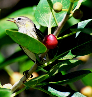 Yellow rumped Warbler 171325.tmp/BelizeBirds.jpg