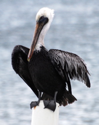 picturegallery171325.tmp/BZbrownpelican.jpg