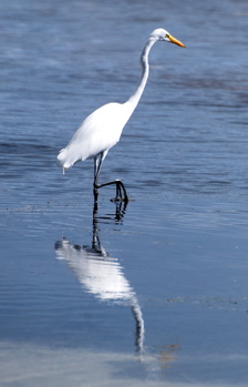 Great Egret 171325.tmp/BelizeBirds.jpg