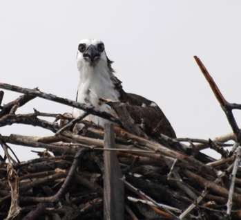 Osprey in nest171325.tmp/BelizeBirds.jpg