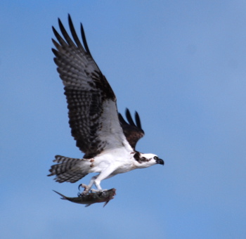 Osprey171325.tmp/BelizeBirds.jpg