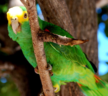 Yellow-headed Parrot 171325.tmp/BelizeBirds.jpg