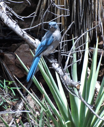 Mexican Jay picturegallery171325.tmp/chiricahua .jpg