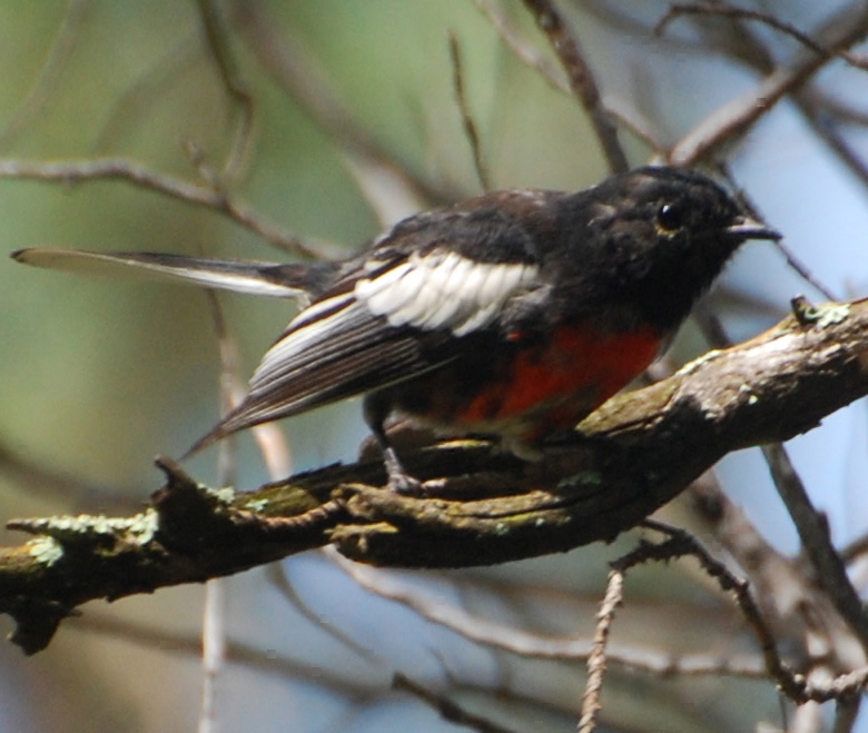 Painted Redstart Warbler picturegallery171325.tmp/CPAINTEDREDSTART.jpg