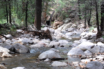 picturegallery171325.tmp/chiricahua .jpg