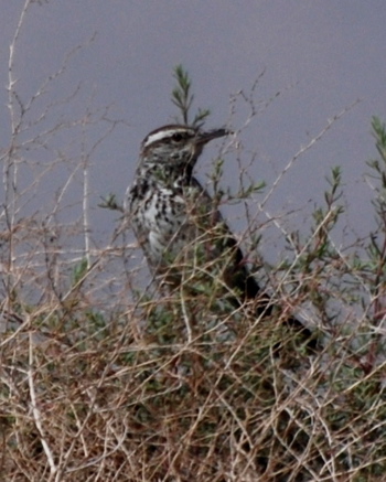 Cactus Wren171325.tmp/CVPcactuswren.jpg