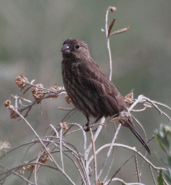 House Finch171325.tmp/CVPcactuswren.jpg