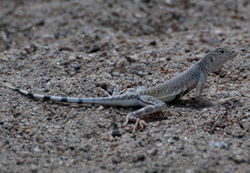 lizards171325.tmp/CVPvisitorcenter.jpg