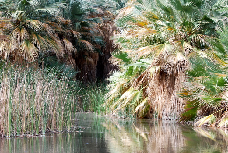 Oasis at the end of the McCallum Grove trail171325.tmp/CVPvisitorcenter.jpg
