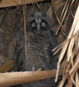 Long-eared Owl171325.tmp/CVPowl.jpg
