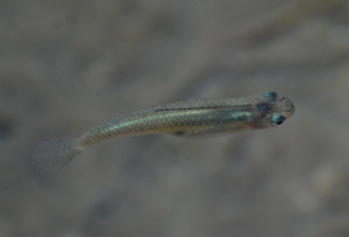 Pupfish Coachella Valley171325.tmp/CVPvisitorcenter.jpg