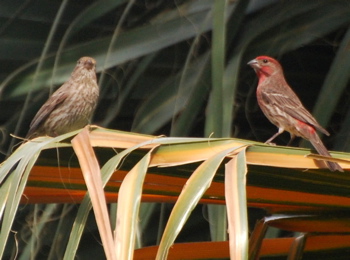 Purple Finch171325.tmp/CVPvisitorcenter.jpg